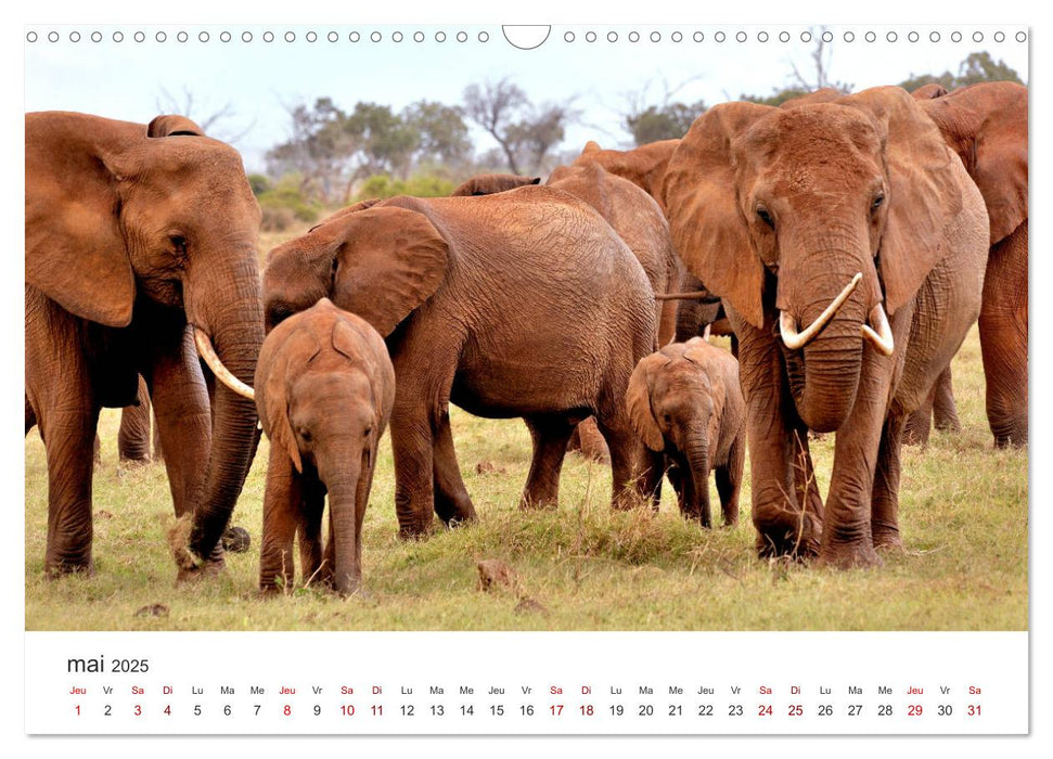 Éléphants en Afrique (CALVENDO Calendrier mensuel 2025)