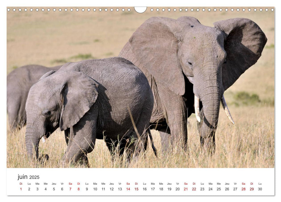 Éléphants en Afrique (CALVENDO Calendrier mensuel 2025)