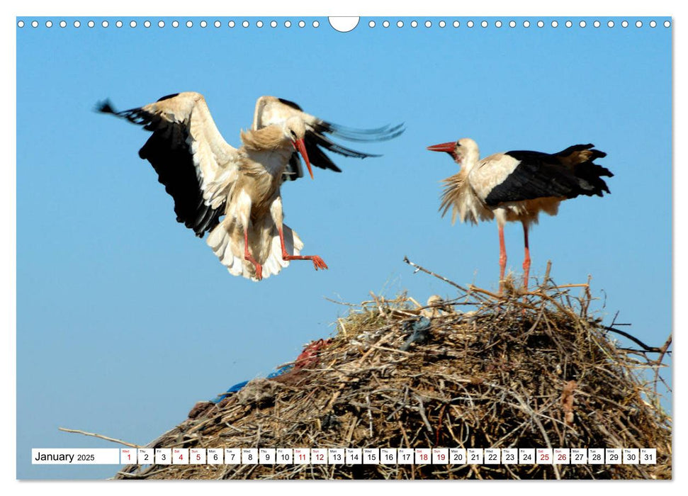 Birds of the Camargue Delta (CALVENDO Monthly Calendar 2025)