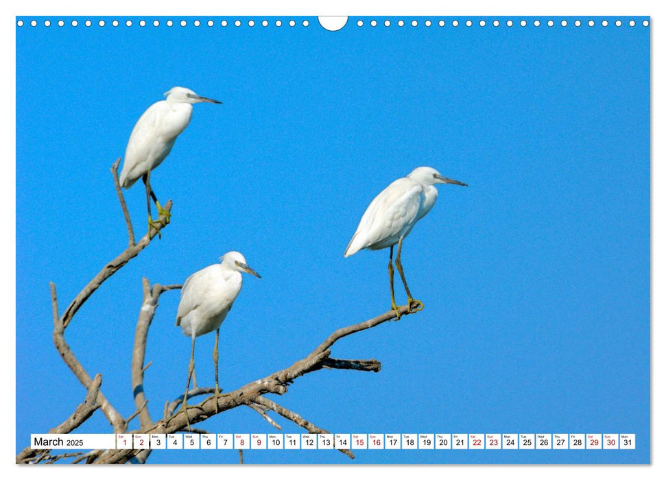 Birds of the Camargue Delta (CALVENDO Monthly Calendar 2025)