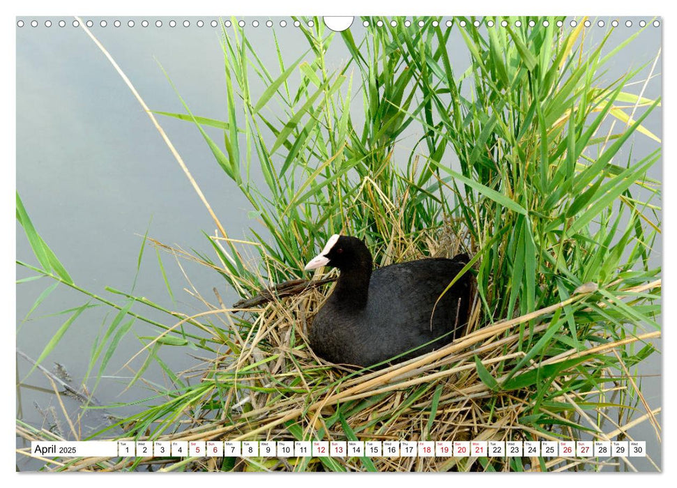 Birds of the Camargue Delta (CALVENDO Monthly Calendar 2025)