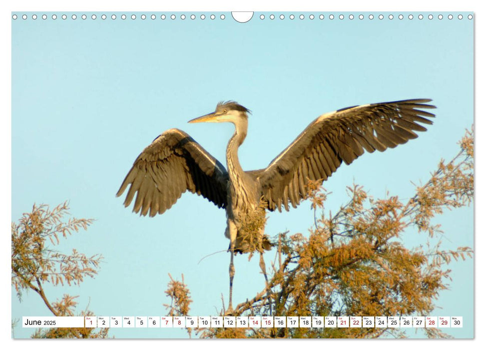 Birds of the Camargue Delta (CALVENDO Monthly Calendar 2025)