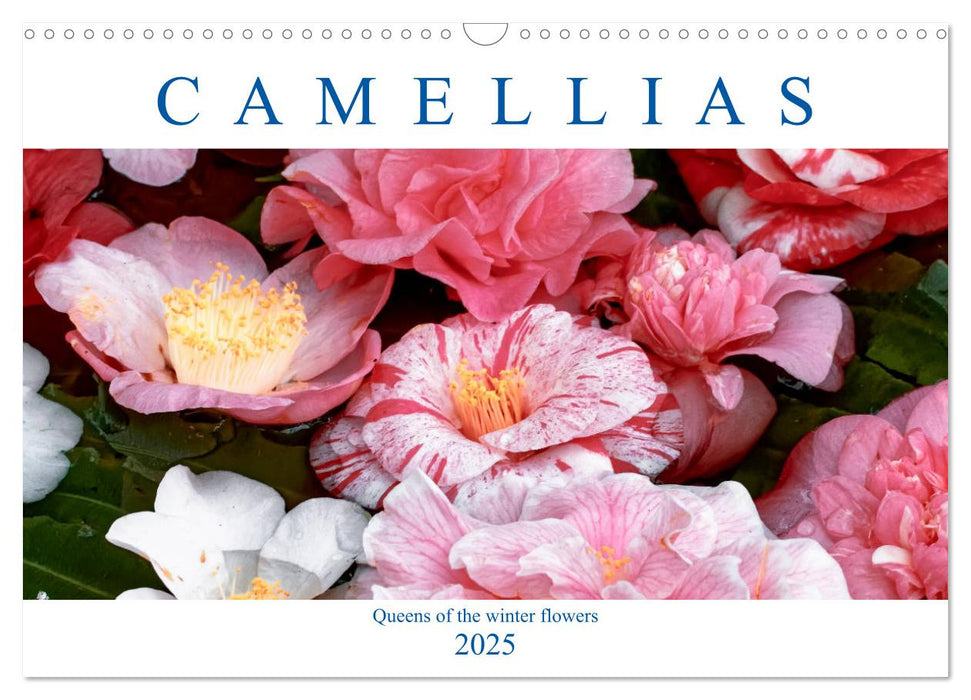 Camellias (CALVENDO Monthly Calendar 2025)