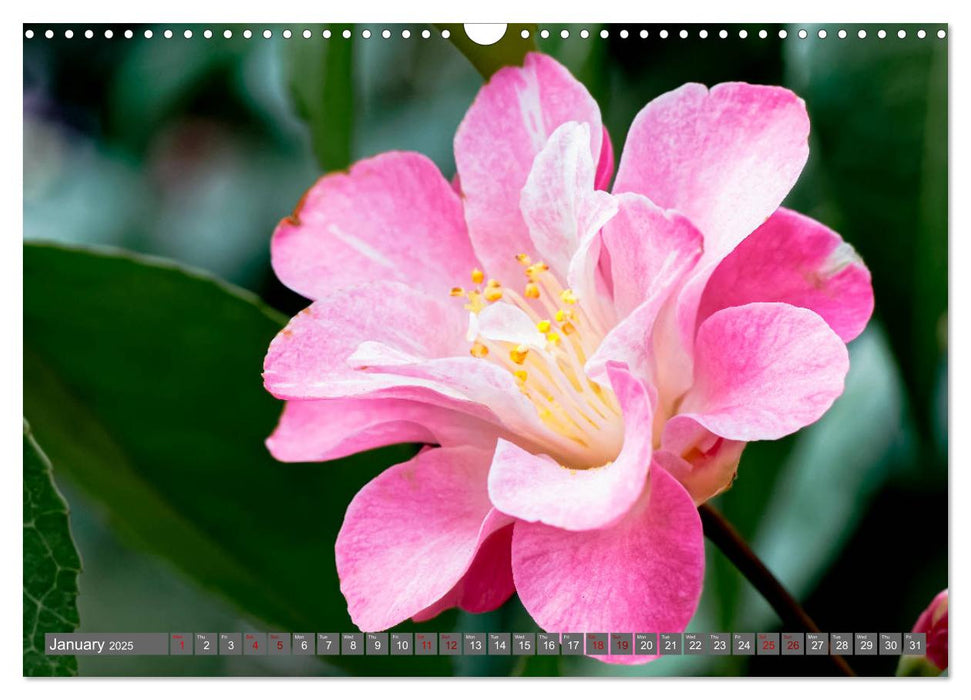 Camellias (CALVENDO Monthly Calendar 2025)