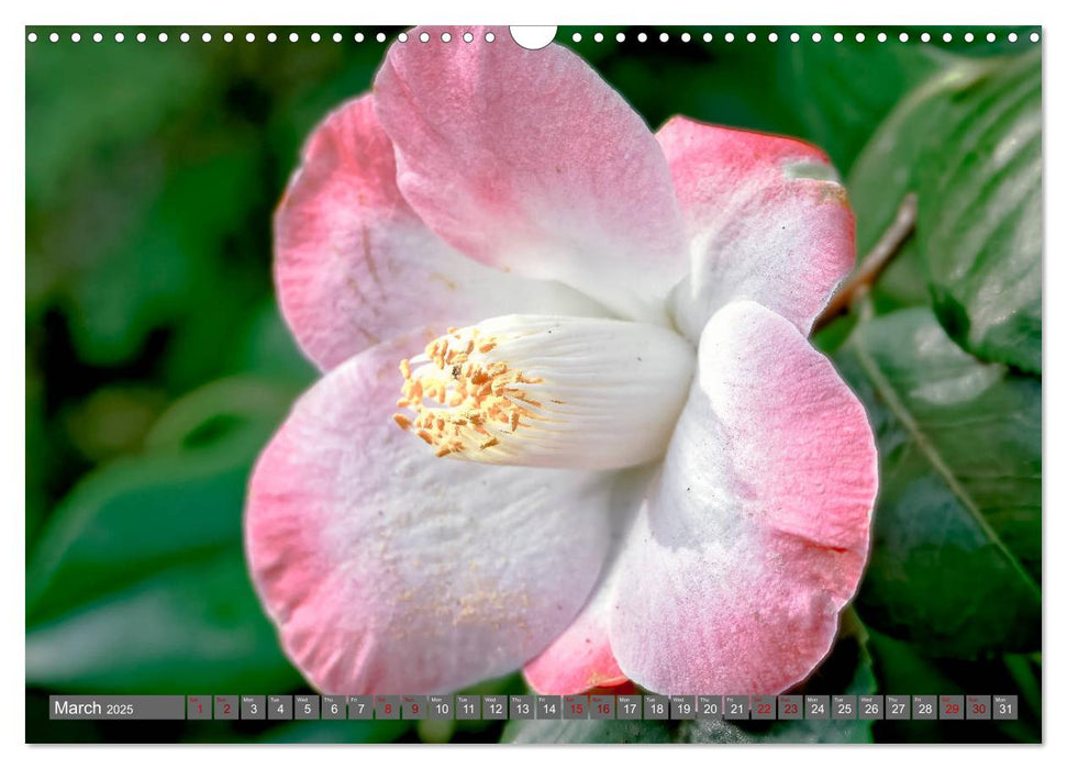 Camellias (CALVENDO Monthly Calendar 2025)