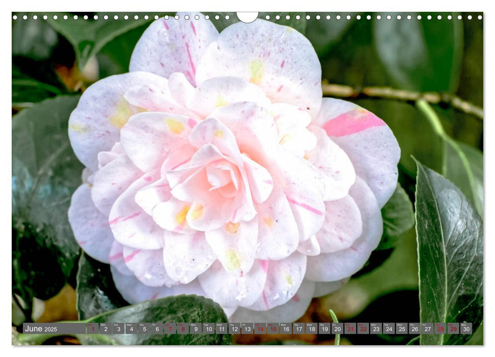 Camellias (CALVENDO Monthly Calendar 2025)