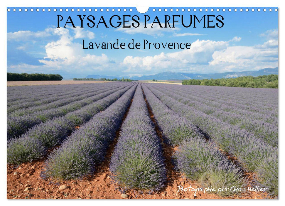 Paysages parfumés - Lavende de Provence (CALVENDO Calendrier mensuel 2025)