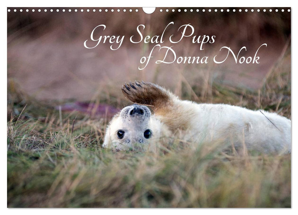 Grey Seal Pups of Donna Nook (CALVENDO Monthly Calendar 2025)