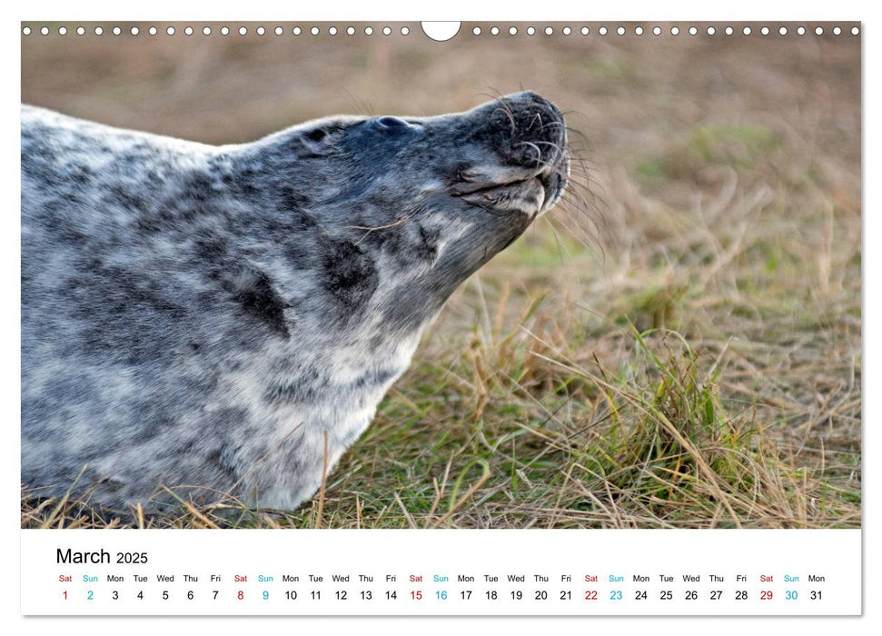 Grey Seal Pups of Donna Nook (CALVENDO Monthly Calendar 2025)