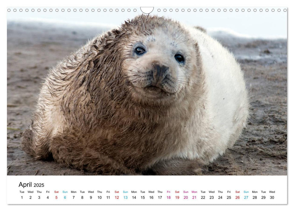 Grey Seal Pups of Donna Nook (CALVENDO Monthly Calendar 2025)