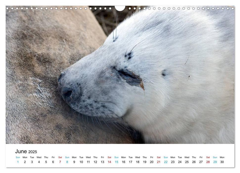 Grey Seal Pups of Donna Nook (CALVENDO Monthly Calendar 2025)