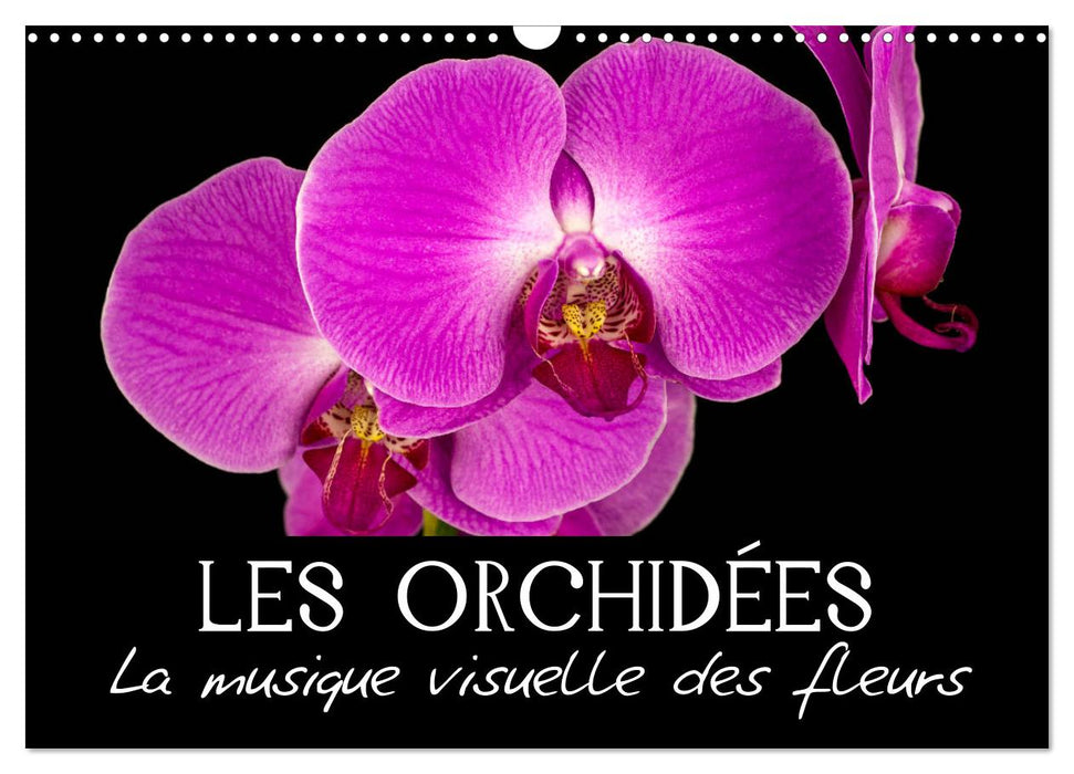 Les Orchidées - La musique visuelle des fleurs (CALVENDO Calendrier mensuel 2025)