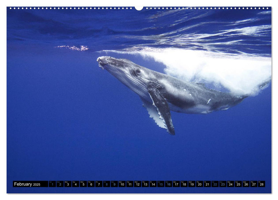 A Whale of a Year (CALVENDO Premium-Calendar 2025)