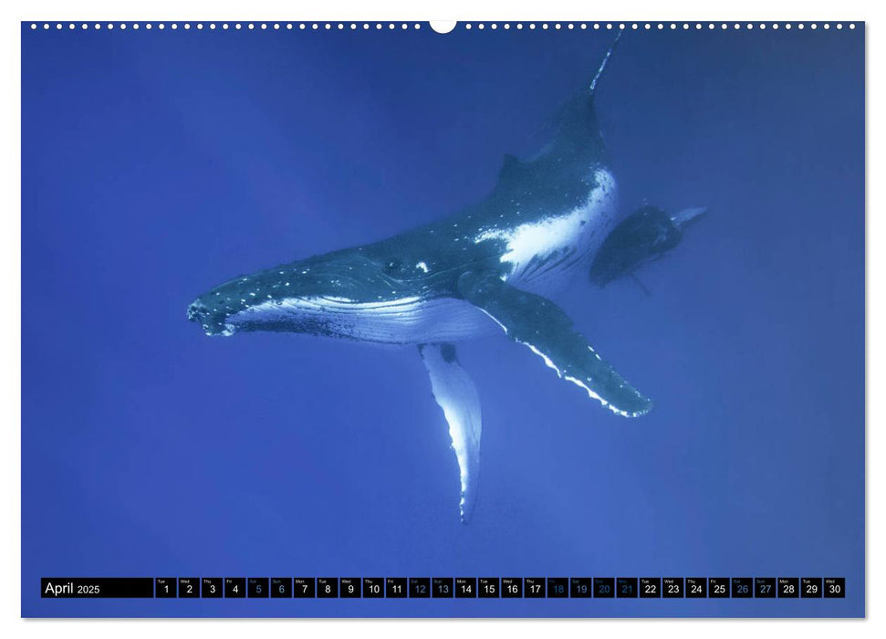 A Whale of a Year (CALVENDO Premium-Calendar 2025)