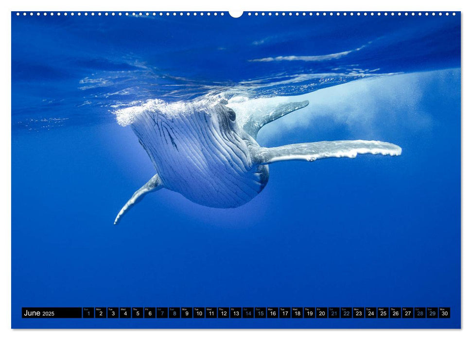 A Whale of a Year (CALVENDO Premium-Calendar 2025)