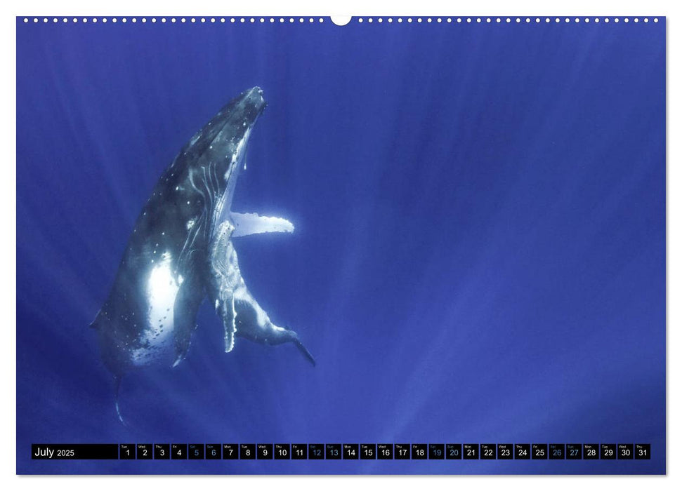 A Whale of a Year (CALVENDO Premium-Calendar 2025)