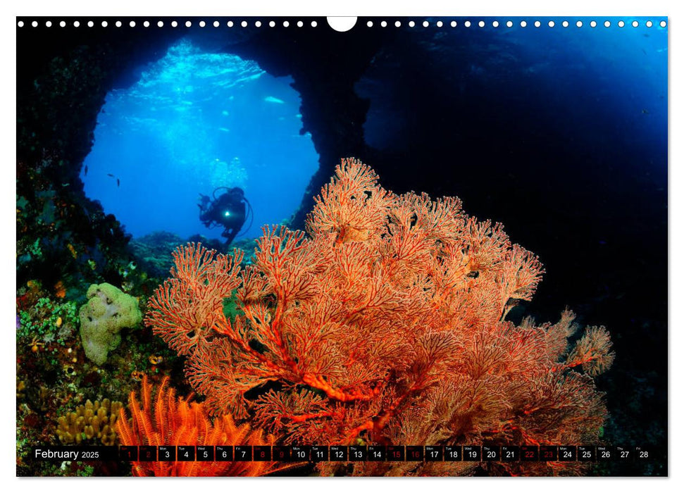 Raja Ampat - Amazing Underwater World (CALVENDO Monthly Calendar 2025)