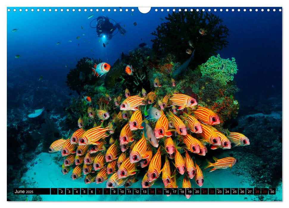 Raja Ampat - Amazing Underwater World (CALVENDO Monthly Calendar 2025)