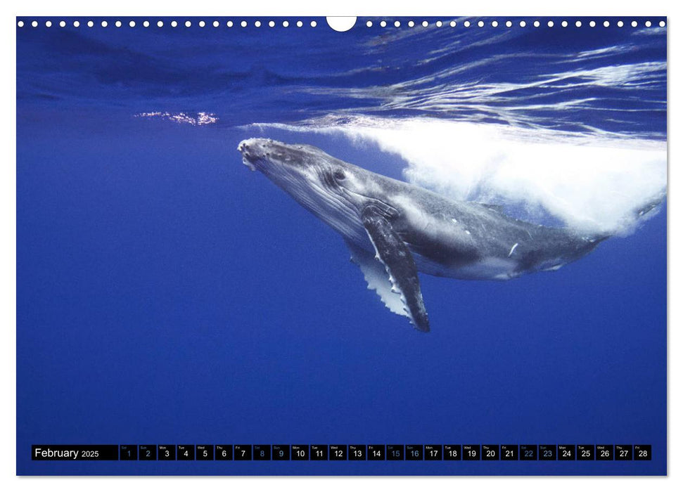 A Whale of a Year (CALVENDO Monthly Calendar 2025)