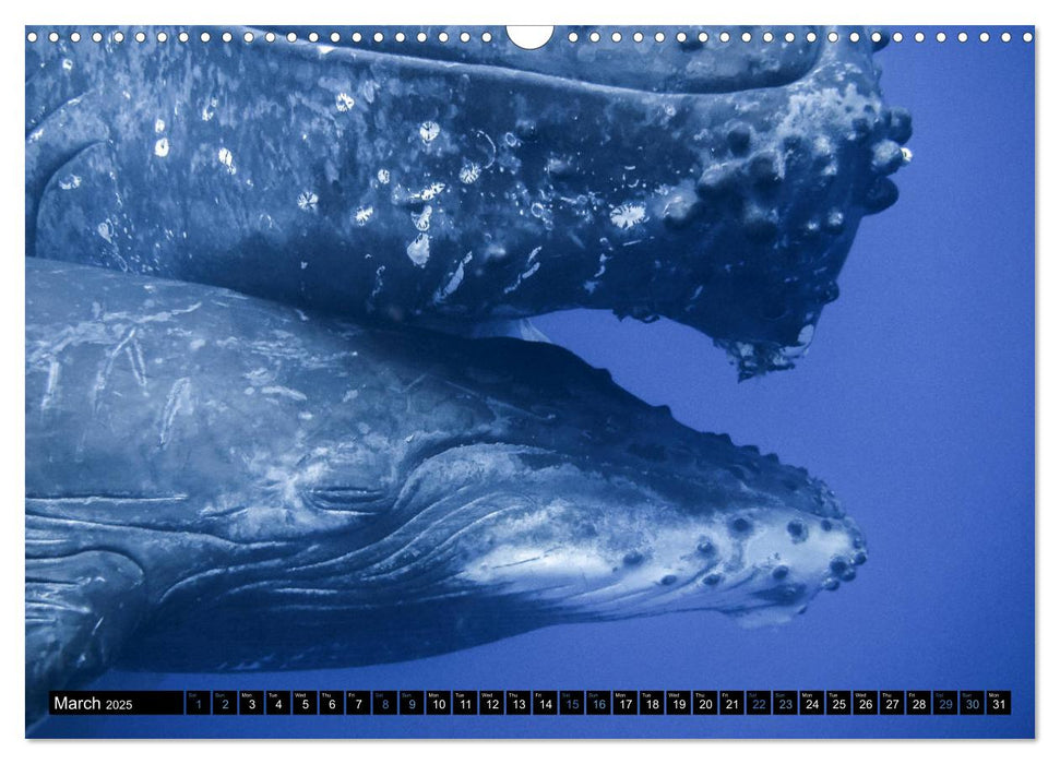 A Whale of a Year (CALVENDO Monthly Calendar 2025)