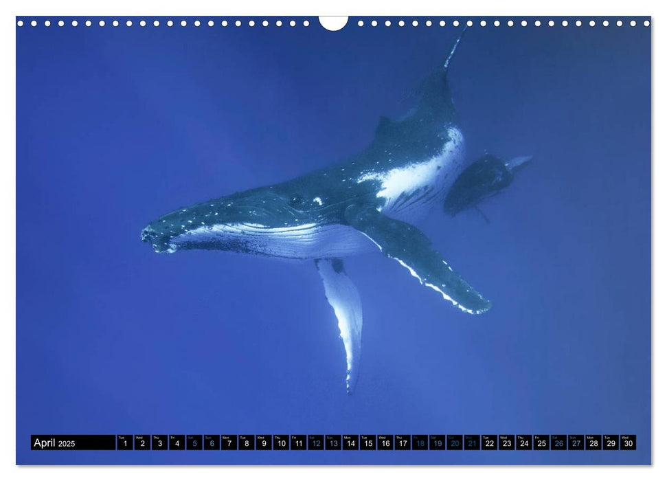 A Whale of a Year (CALVENDO Monthly Calendar 2025)