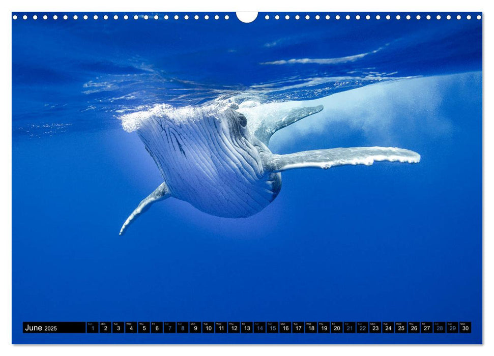 A Whale of a Year (CALVENDO Monthly Calendar 2025)