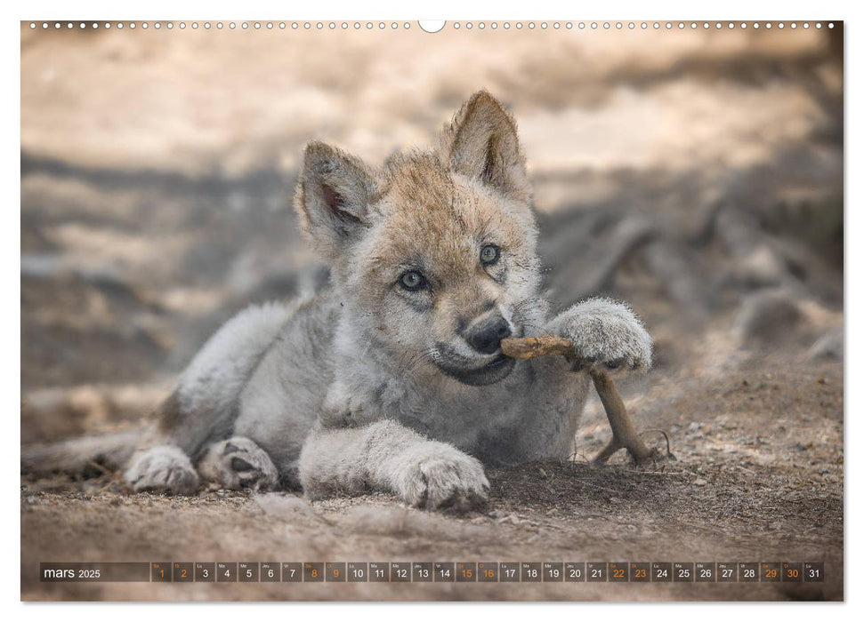 Les p'tits loups gris (CALVENDO Calendrier supérieur 2025)