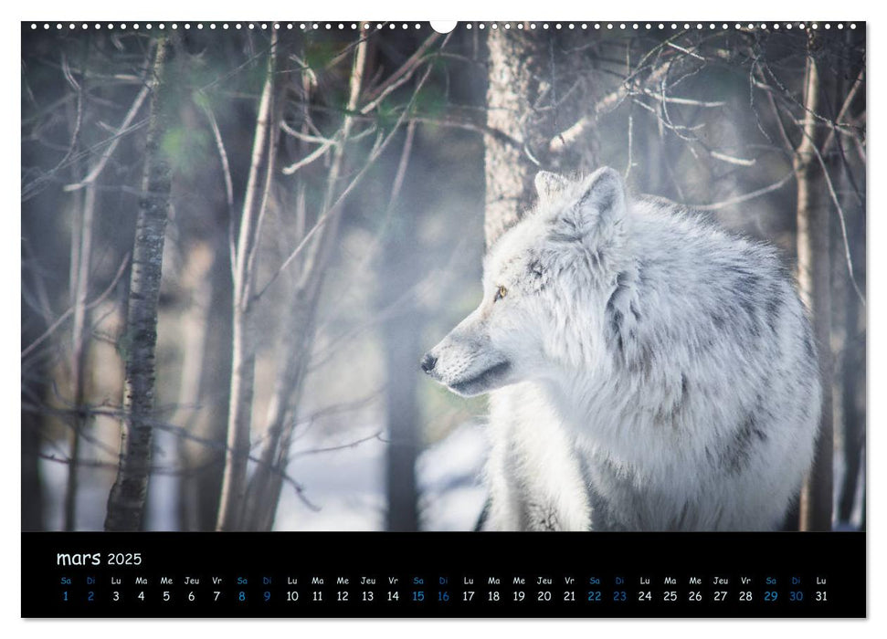 J'ai vu le loup (CALVENDO Calendrier supérieur 2025)