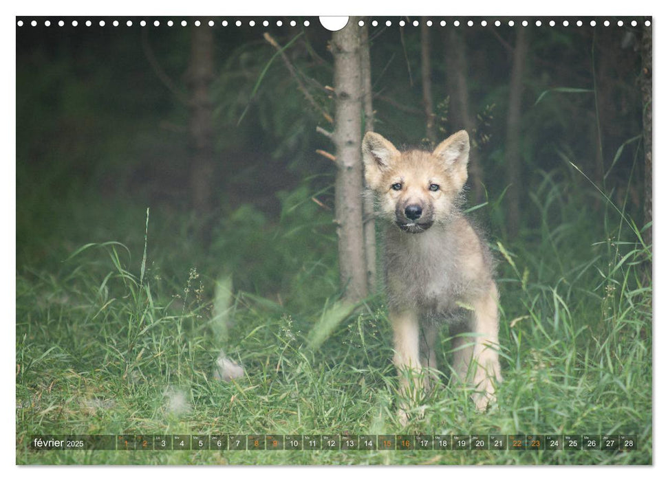 Les p'tits loups gris (CALVENDO Calendrier mensuel 2025)