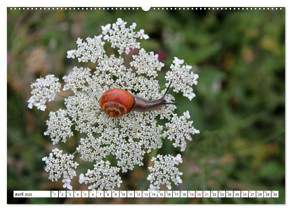 Admirons les escargots (CALVENDO Calendrier supérieur 2025)