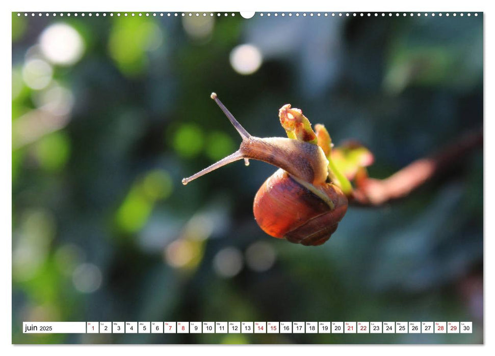 Admirons les escargots (CALVENDO Calendrier supérieur 2025)