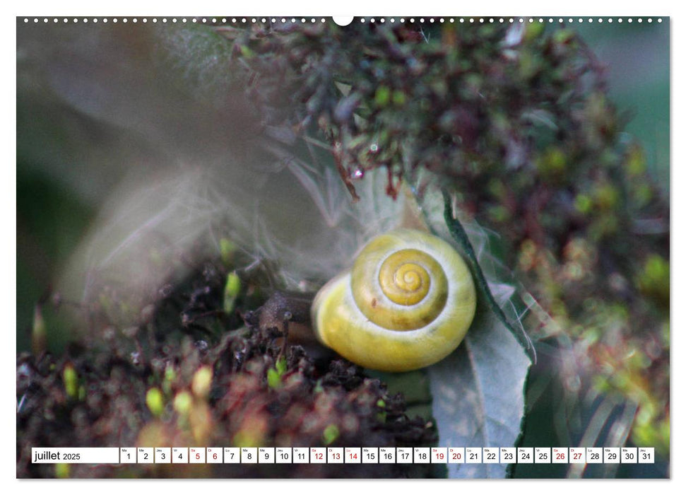 Admirons les escargots (CALVENDO Calendrier supérieur 2025)