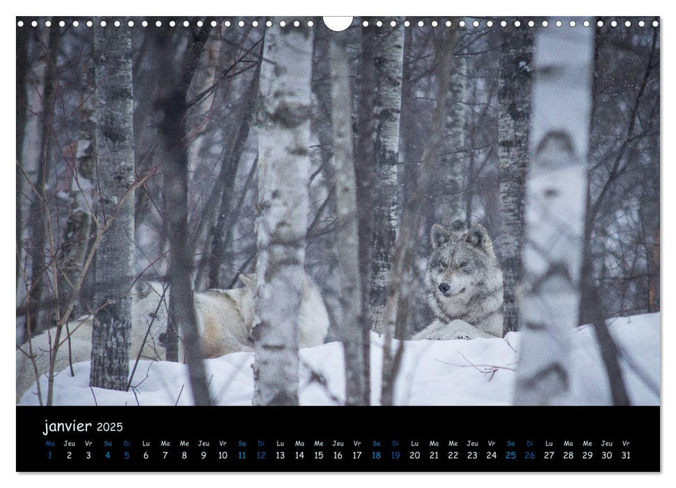 J'ai vu le loup (CALVENDO Calendrier mensuel 2025)