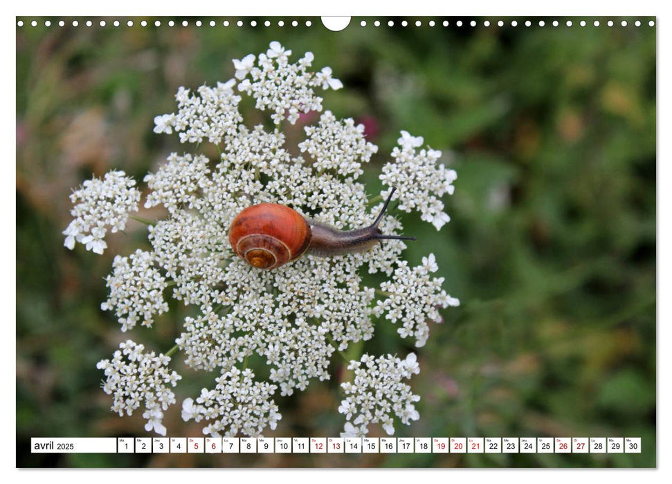 Admirons les escargots (CALVENDO Calendrier mensuel 2025)