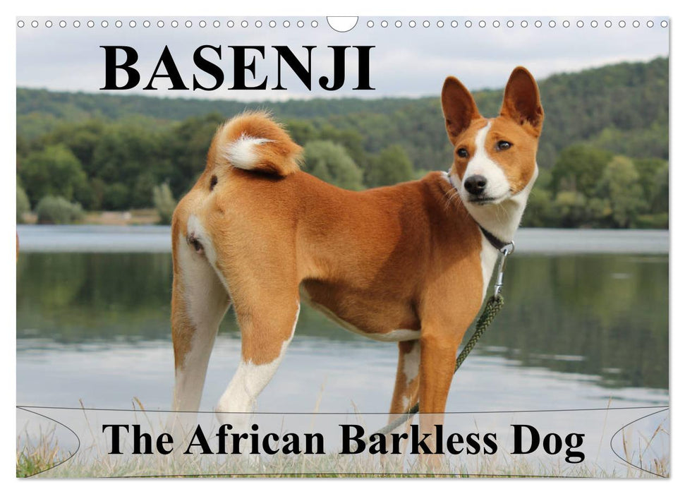 Basenji the African Barkless Dog (CALVENDO Monthly Calendar 2025)