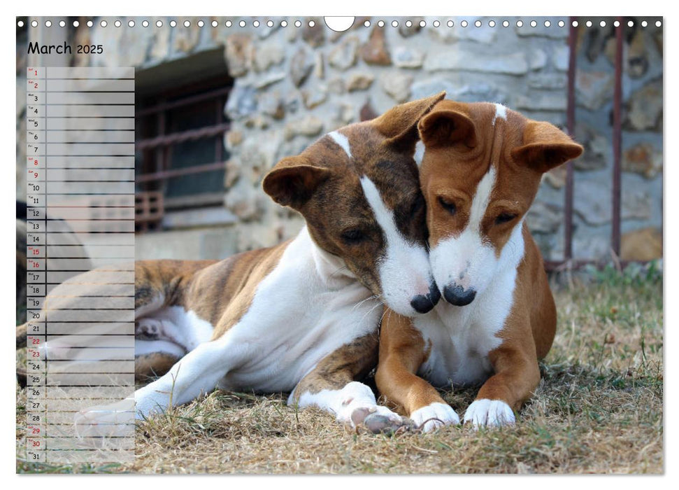 Basenji the African Barkless Dog (CALVENDO Monthly Calendar 2025)