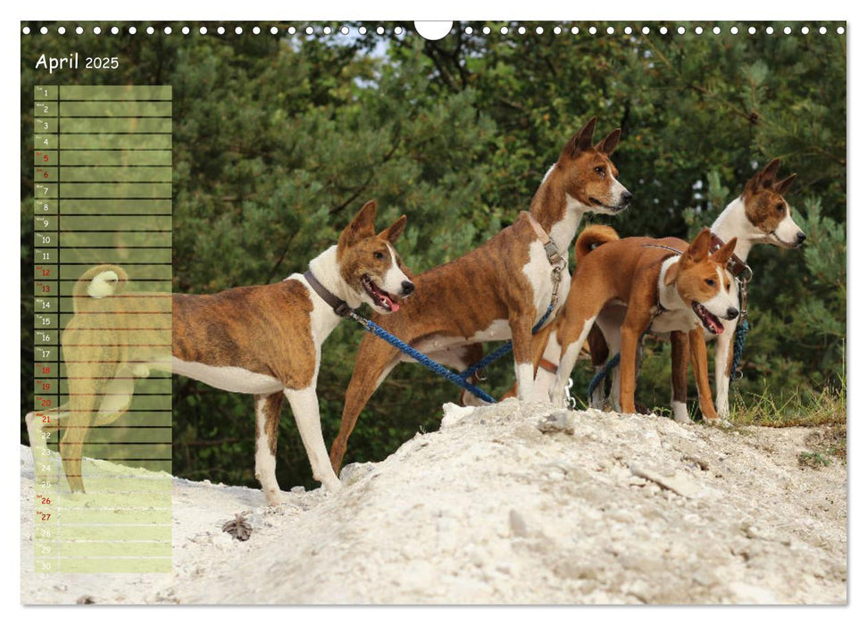 Basenji the African Barkless Dog (CALVENDO Monthly Calendar 2025)