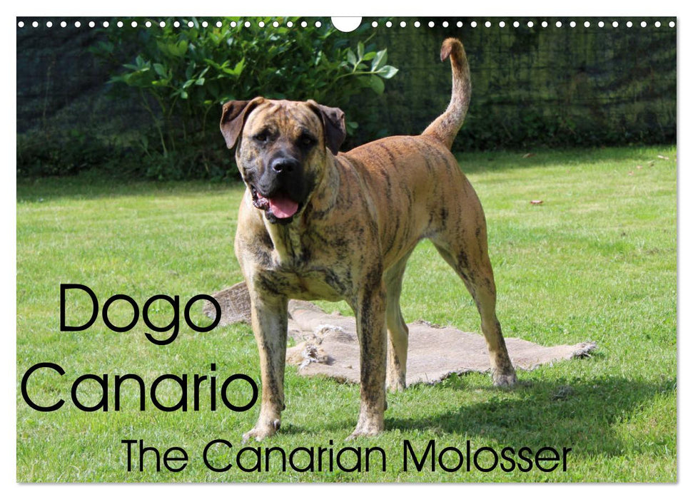 Dogo Canario, the Canarian Molosser (CALVENDO Monthly Calendar 2025)