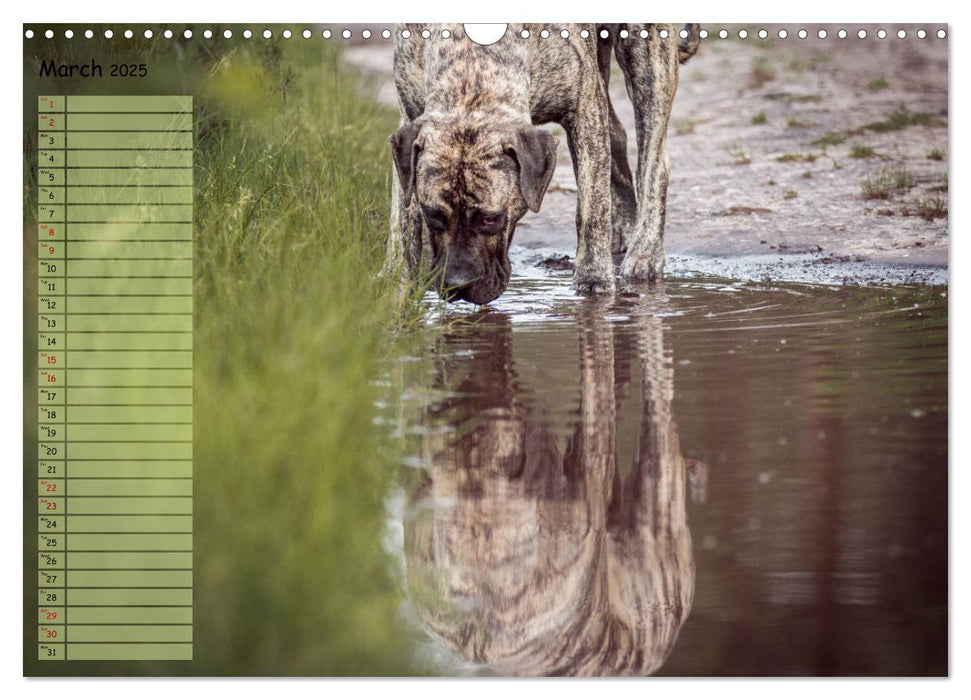 Dogo Canario, the Canarian Molosser (CALVENDO Monthly Calendar 2025)