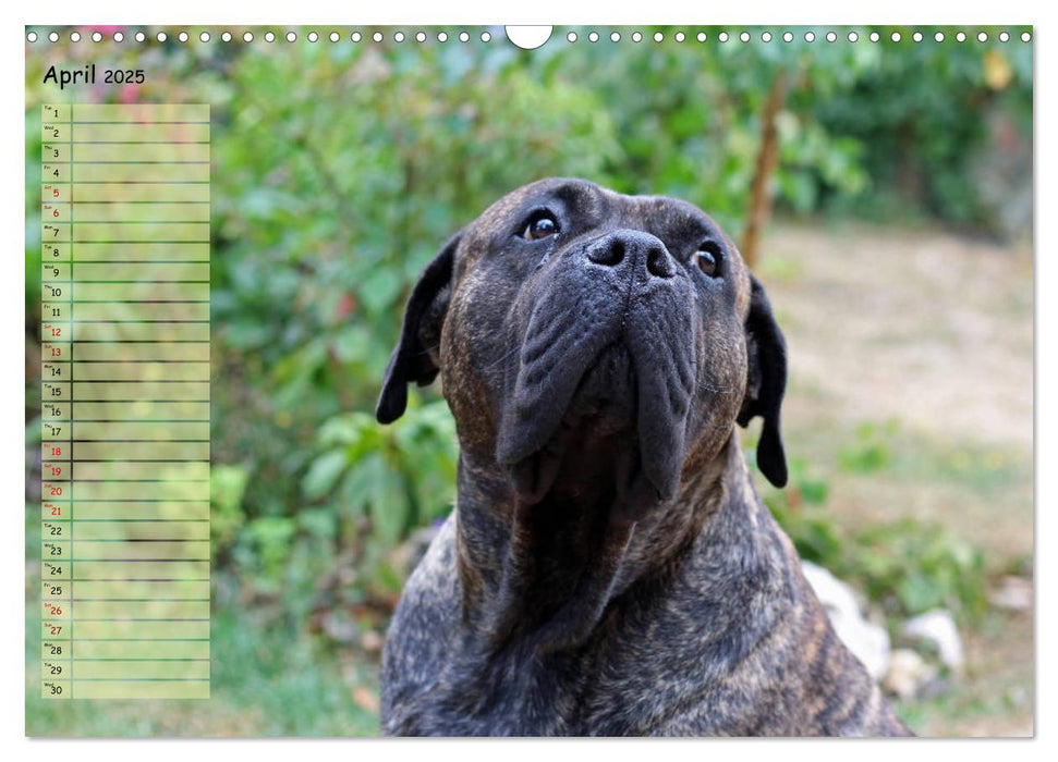 Dogo Canario, the Canarian Molosser (CALVENDO Monthly Calendar 2025)