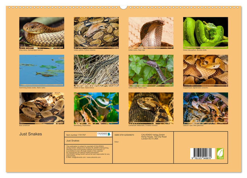 Just Snakes (CALVENDO Premium-Calendar 2025)