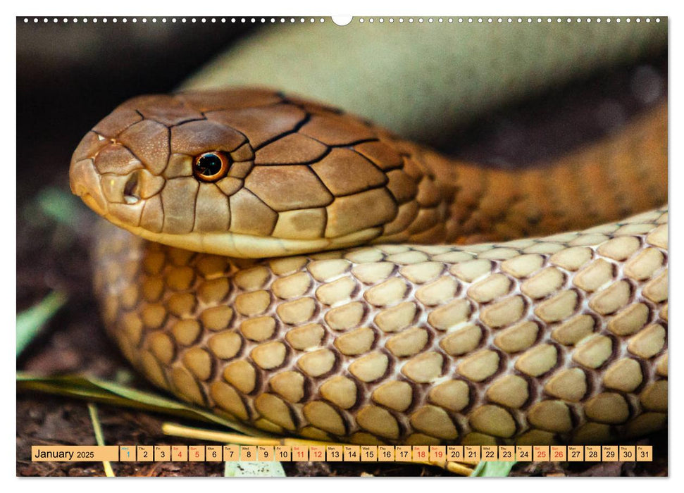 Just Snakes (CALVENDO Premium-Calendar 2025)