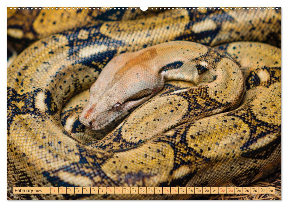 Just Snakes (CALVENDO Premium-Calendar 2025)