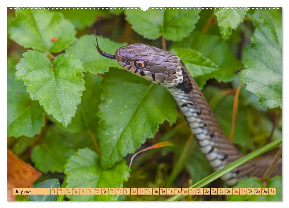 Just Snakes (CALVENDO Premium-Calendar 2025)