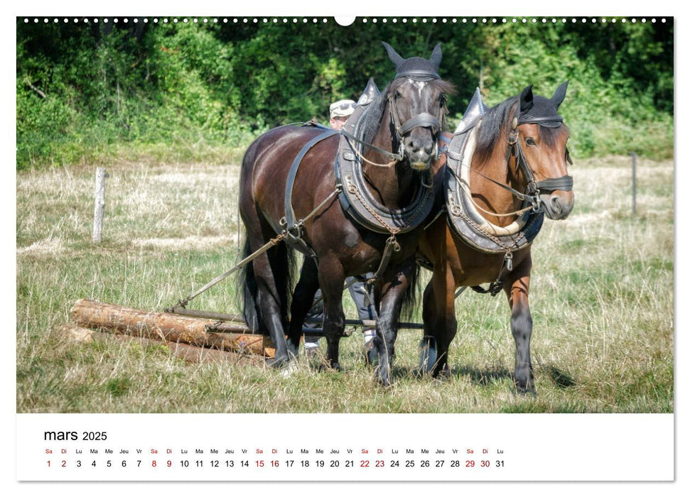 Le cheval de trait au travail (CALVENDO Calendrier supérieur 2025)