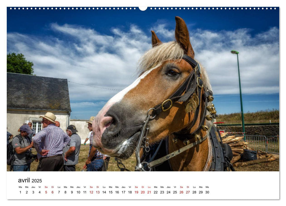 Le cheval de trait au travail (CALVENDO Calendrier supérieur 2025)