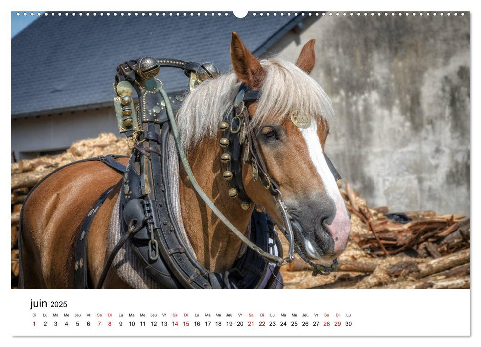 Le cheval de trait au travail (CALVENDO Calendrier supérieur 2025)