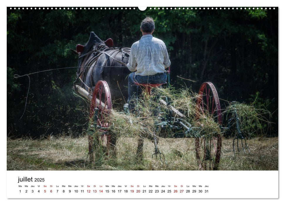 Le cheval de trait au travail (CALVENDO Calendrier supérieur 2025)