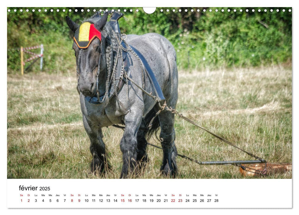 Le cheval de trait au travail (CALVENDO Calendrier mensuel 2025)