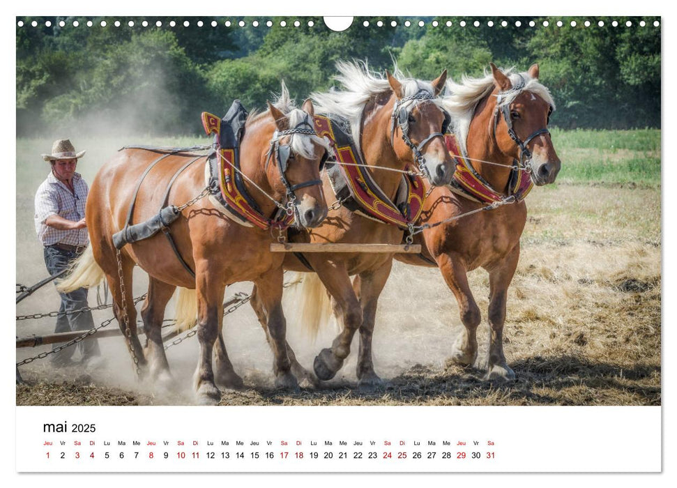 Le cheval de trait au travail (CALVENDO Calendrier mensuel 2025)